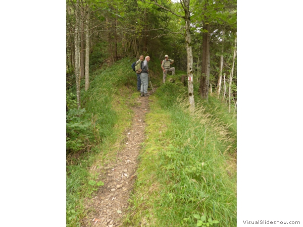 ...im Holzhack Wald