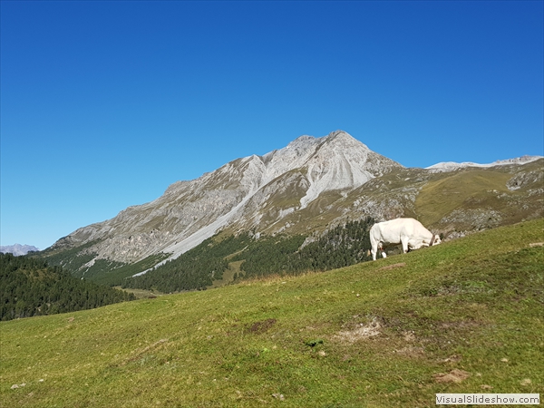 ...schon auf der Alp da Munt...Skigebiet ob Tschierv